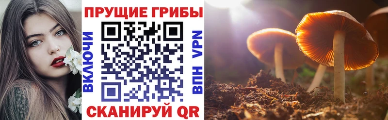 купить   Сельцо  Псилоцибиновые грибы мицелий 